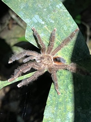 Avicularia hirschii