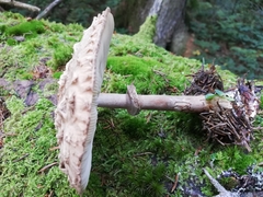 Chlorophyllum olivieri