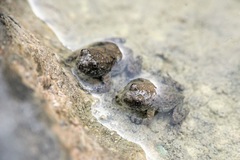 Bombina variegata