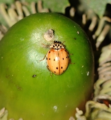 Harmonia quadripunctata
