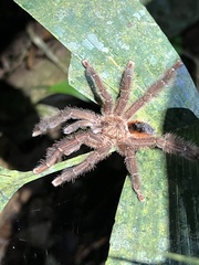 Avicularia hirschii