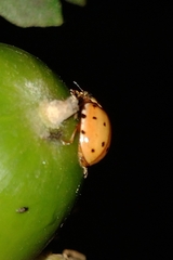 Harmonia quadripunctata