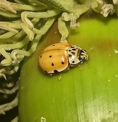 Harmonia quadripunctata