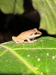 Pristimantis reichlei