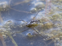 Neogerris hesione
