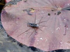 Neogerris hesione