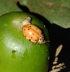 Harmonia quadripunctata