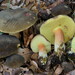 Matte Bolete - Photo (c) Marco Floriani, some rights reserved (CC BY-NC), uploaded by Marco Floriani