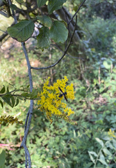 Trichopoda plumipes