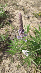 Lupinus albescens