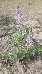 Lupinus albescens