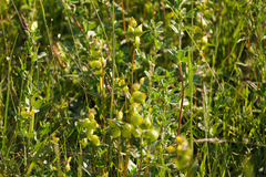 Rhinanthus