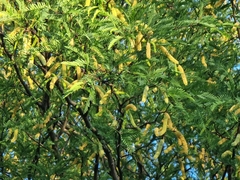 Prosopis