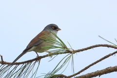 Junco phaeonotus