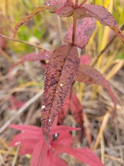 Eupatorium perfoliatum