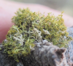Teloschistes exilis