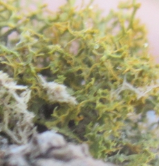 Teloschistes exilis