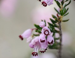 Erica manipuliflora