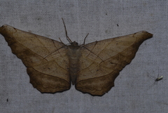 Dalima truncataria