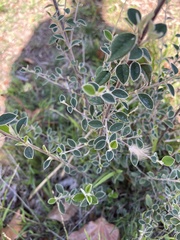 Cotoneaster pannosus