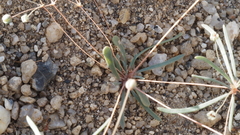 Hypertelis umbellata