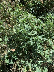 Melilotus officinalis