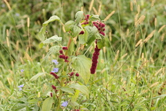 Amaranthus caudatus