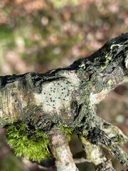 Lecidella elaeochroma