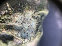 Lecidella elaeochroma