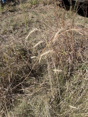 Elymus canadensis