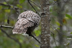 Strix uralensis