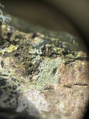 Lecanora carpinea