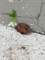 Columbina talpacoti