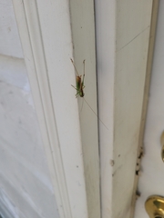 Conocephalus strictus