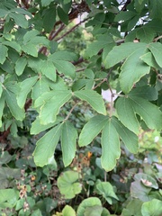 Acer griseum