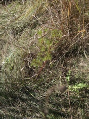 Gleditsia triacanthos