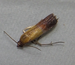 Piesmopoda semilutea