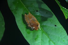 Nyctixalus pictus