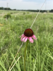 Echinacea atrorubens