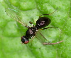 Sepsidae