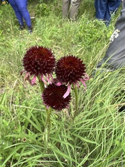 Echinacea atrorubens