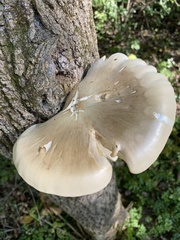 Hypsizygus