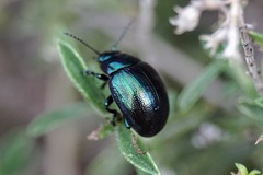 Chrysolina cerealis
