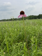 Echinacea atrorubens