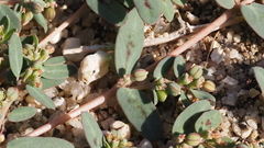 Euphorbia abramsiana