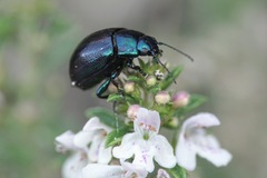 Chrysolina cerealis