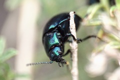 Chrysolina cerealis