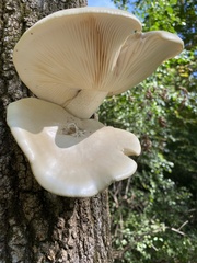 Hypsizygus