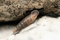 Clausiliidae