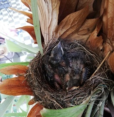 Turdus grayi